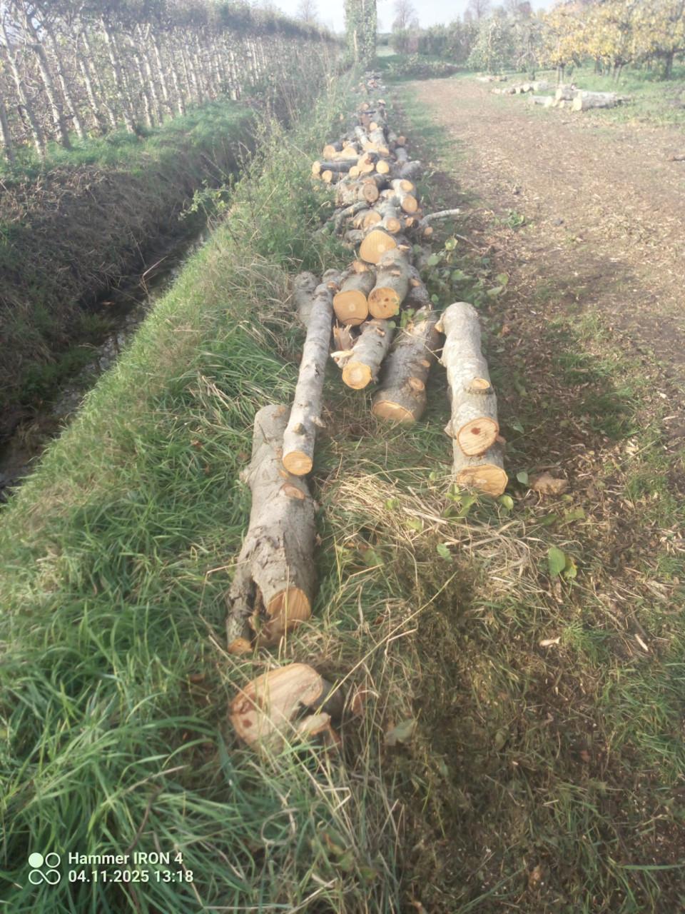 Openhaardhout, mooie stammen elzenhout