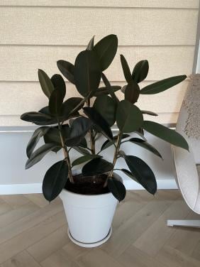 Ficus elastica