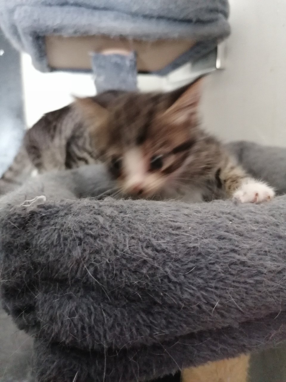 5 kittens