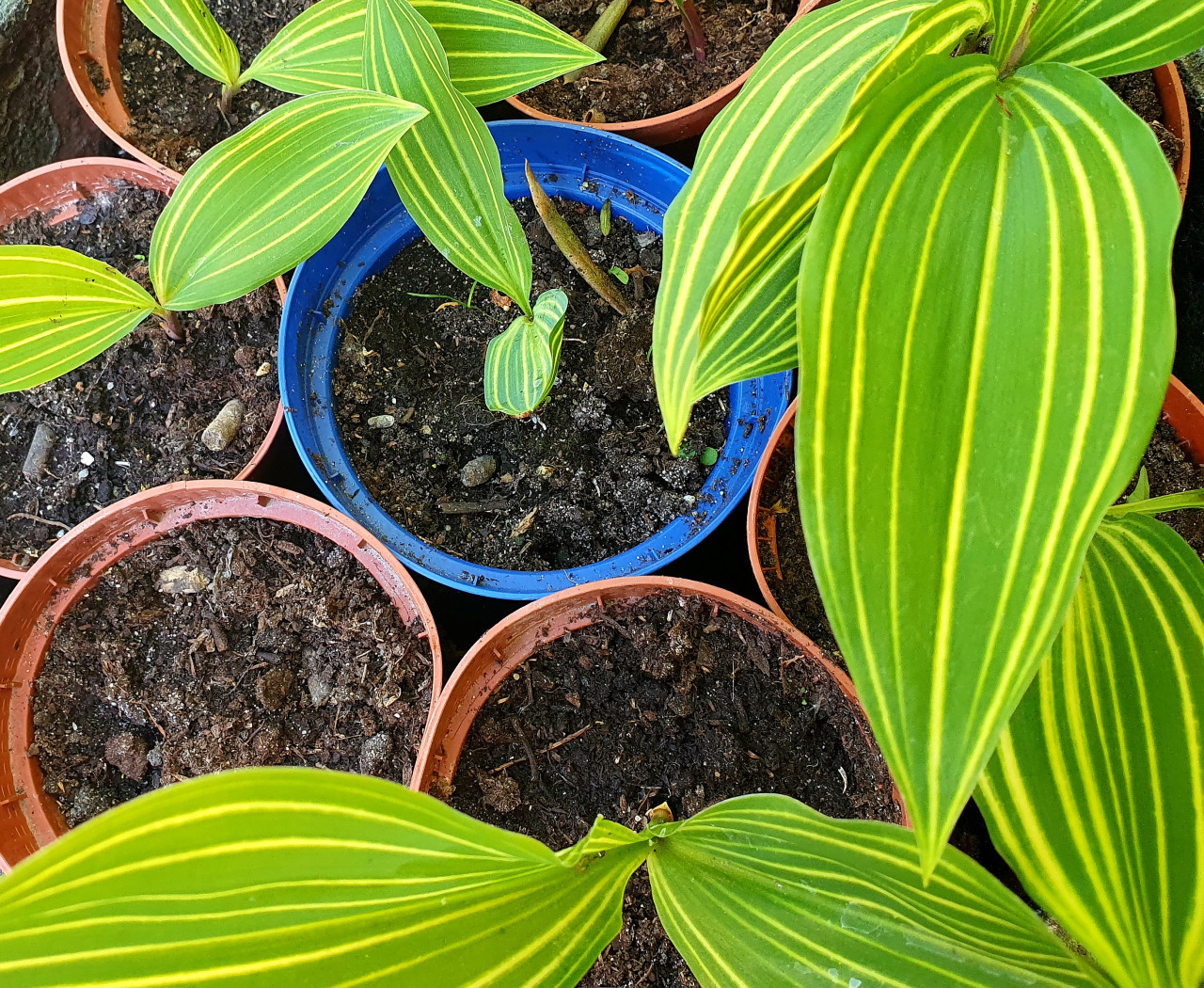 Lelietje-van-Dalen en Hosta's
