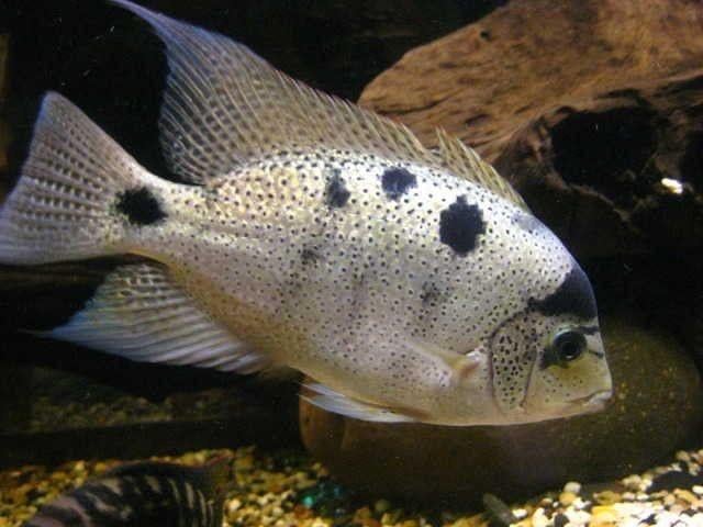 Aquarium vissen
