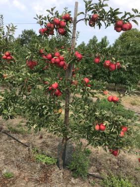 Fruitbomen in leivorm / Leibomen / Appel