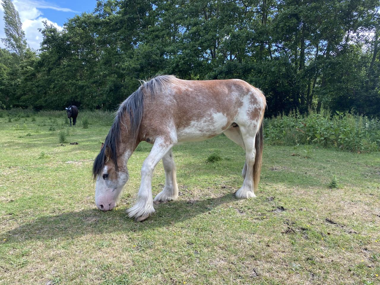 Te koop: 2 hele lieve Clydesdales (moeder & dochter)