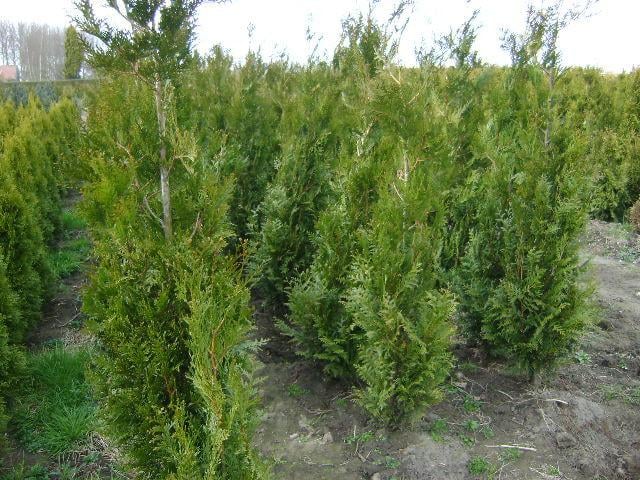Thuja haag coniferen