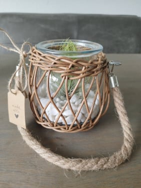 Tillandsia in leuk potje
