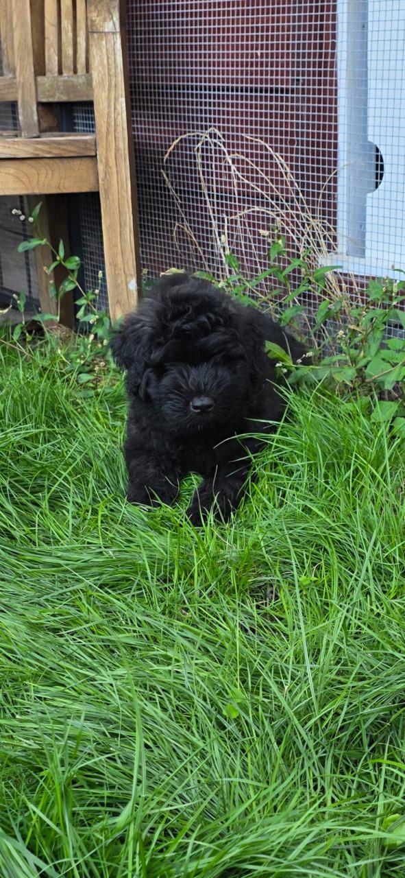 Prachtige Bouvier pups