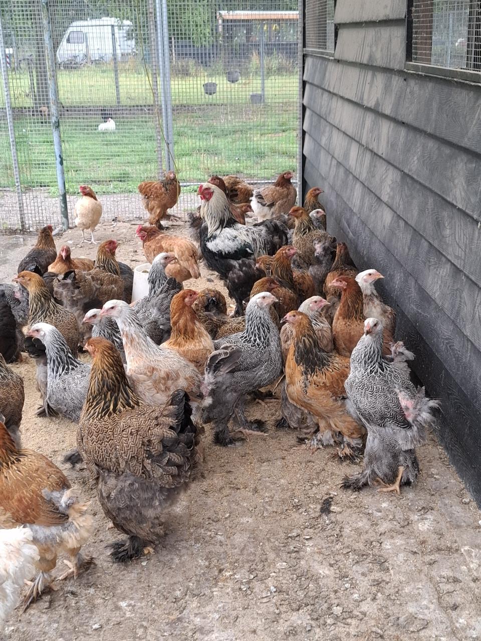 Jonge brahma hennen, verschillende kleuren