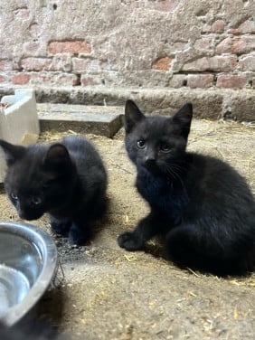 4 lieve kittens