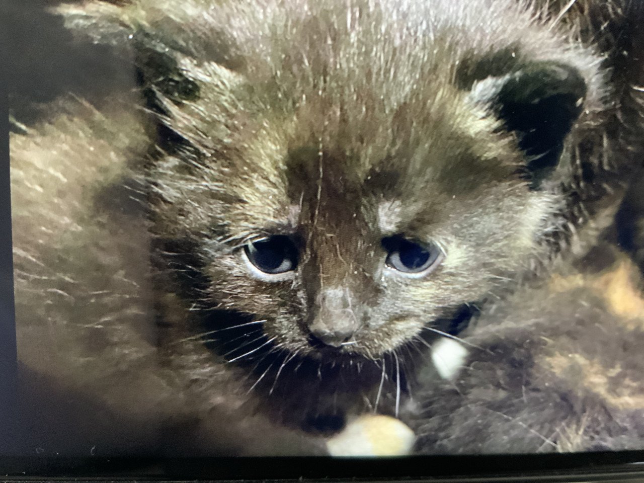 Kittens