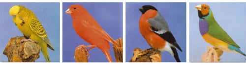 Vogelshow