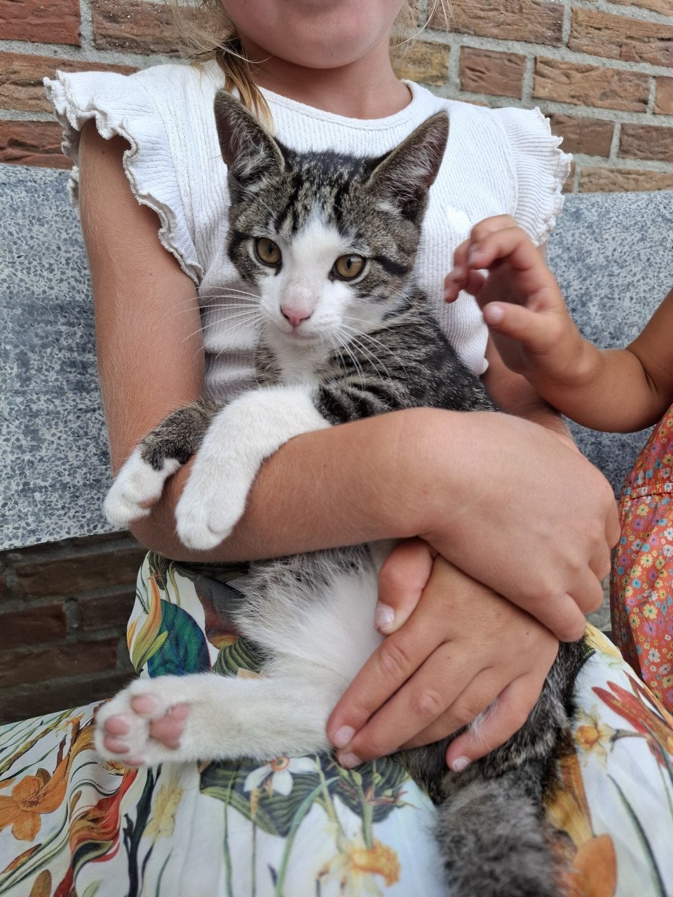 Kittens