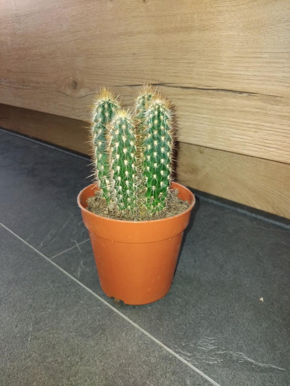 Cactusplantje