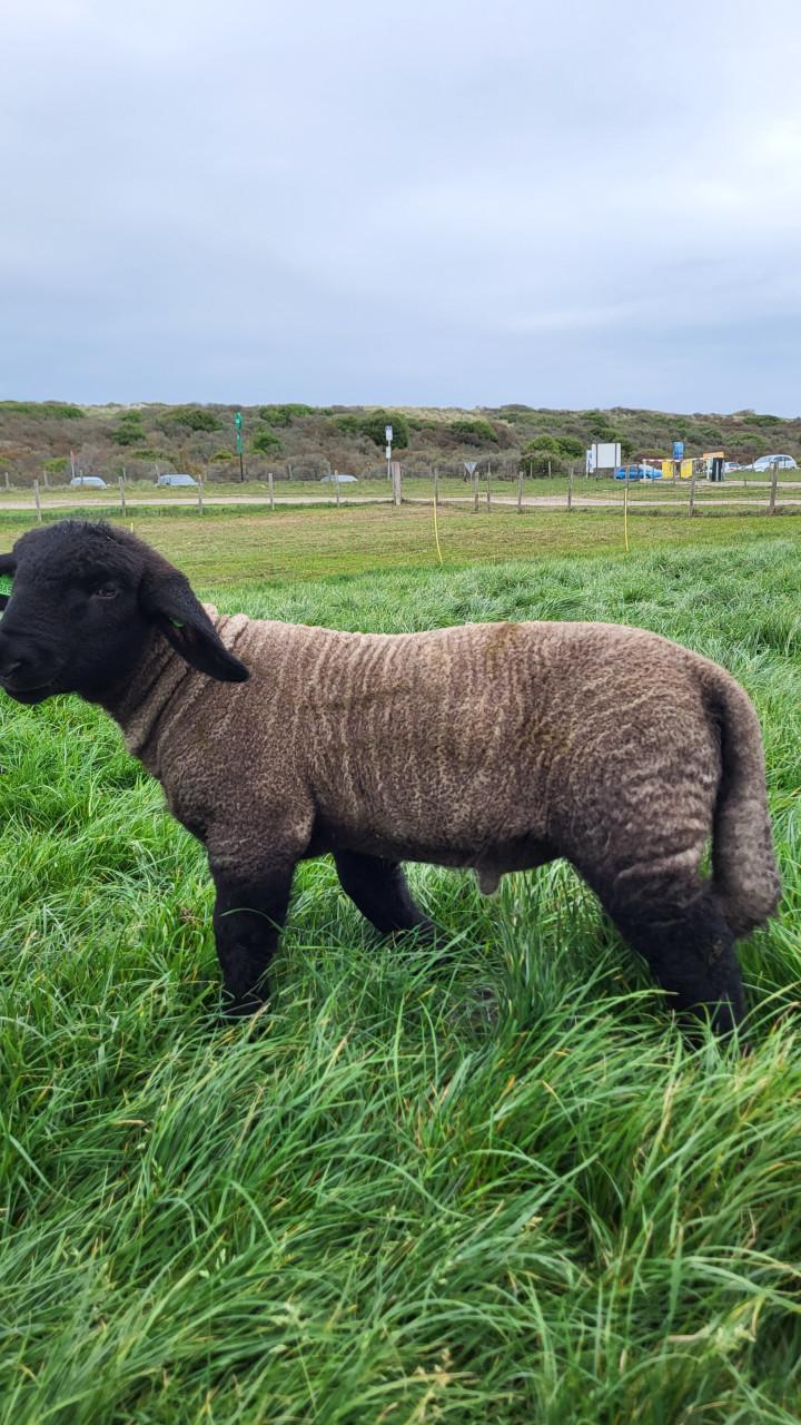 Suffolktamlammeren