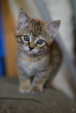 Prachtige, lieve en erg tamme kittens