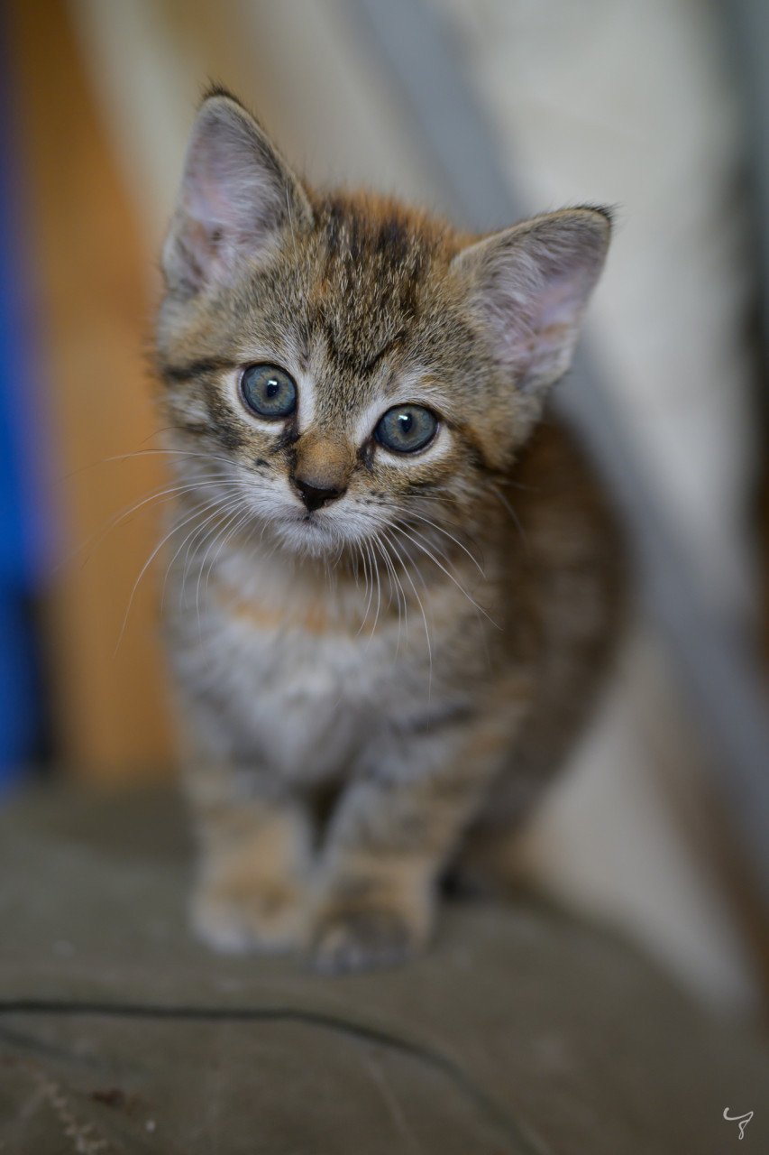 Prachtige, lieve en erg tamme kittens
