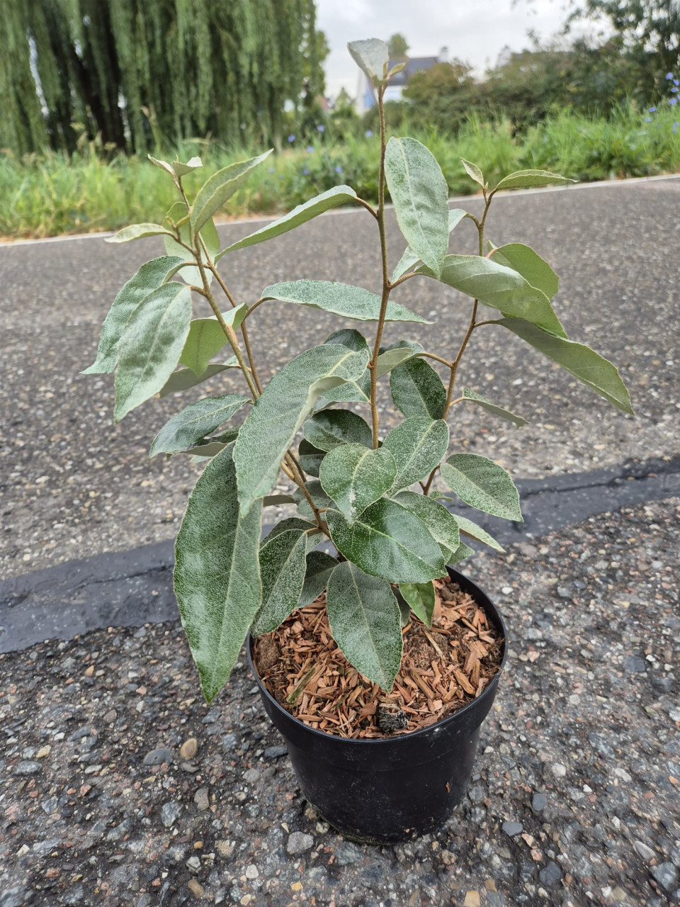 Olijfwilg haagplanten potgekweekt ca. 30 cm