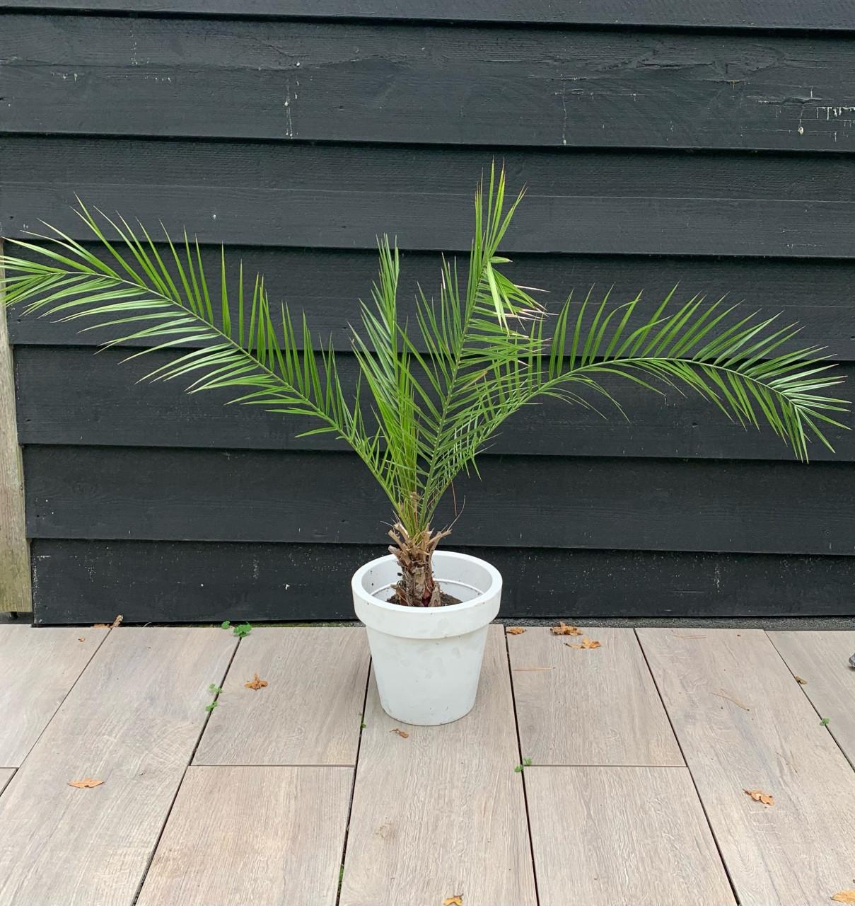 Dadelpalm in pot