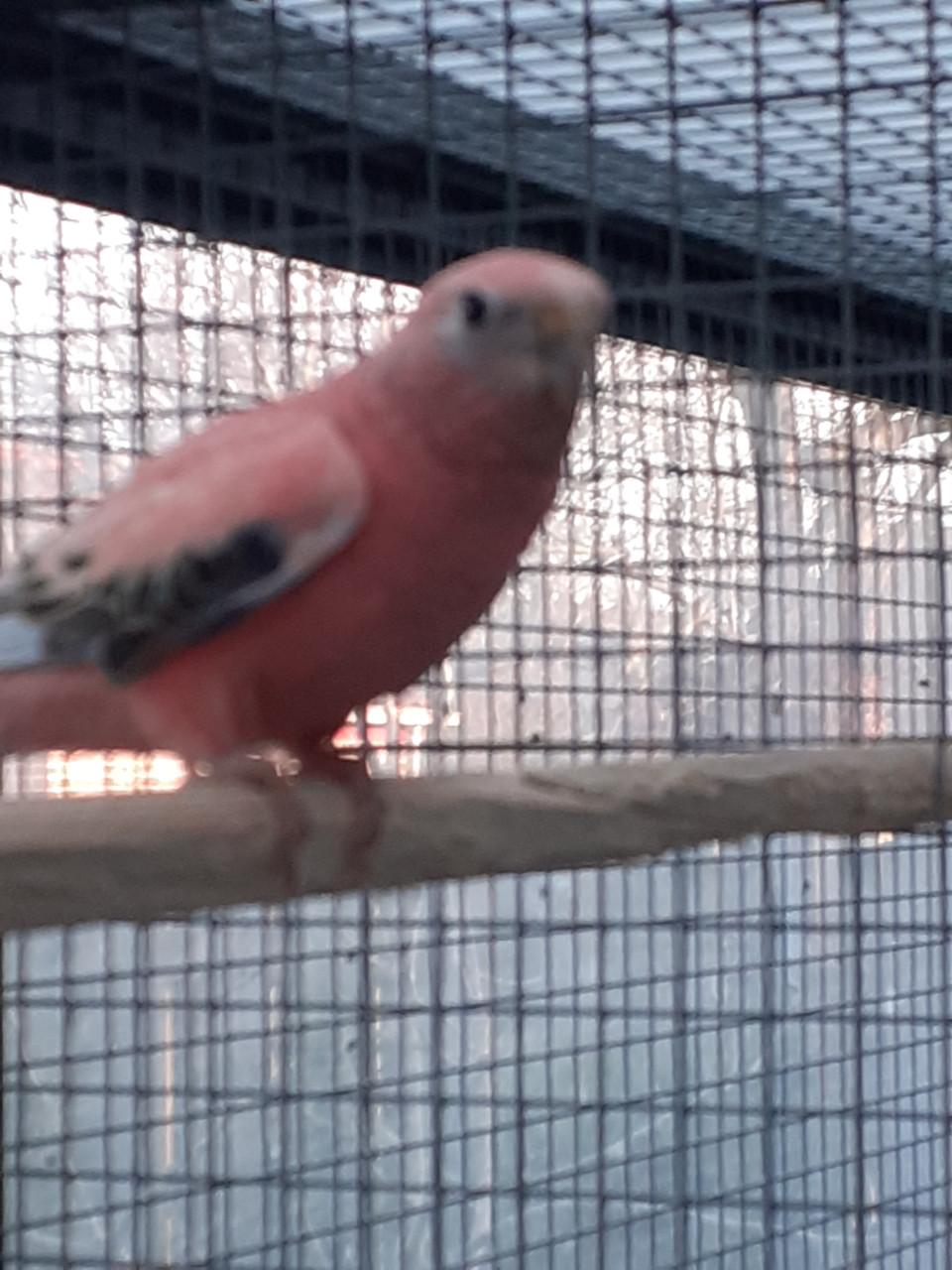 Roze bourkesman van  2025