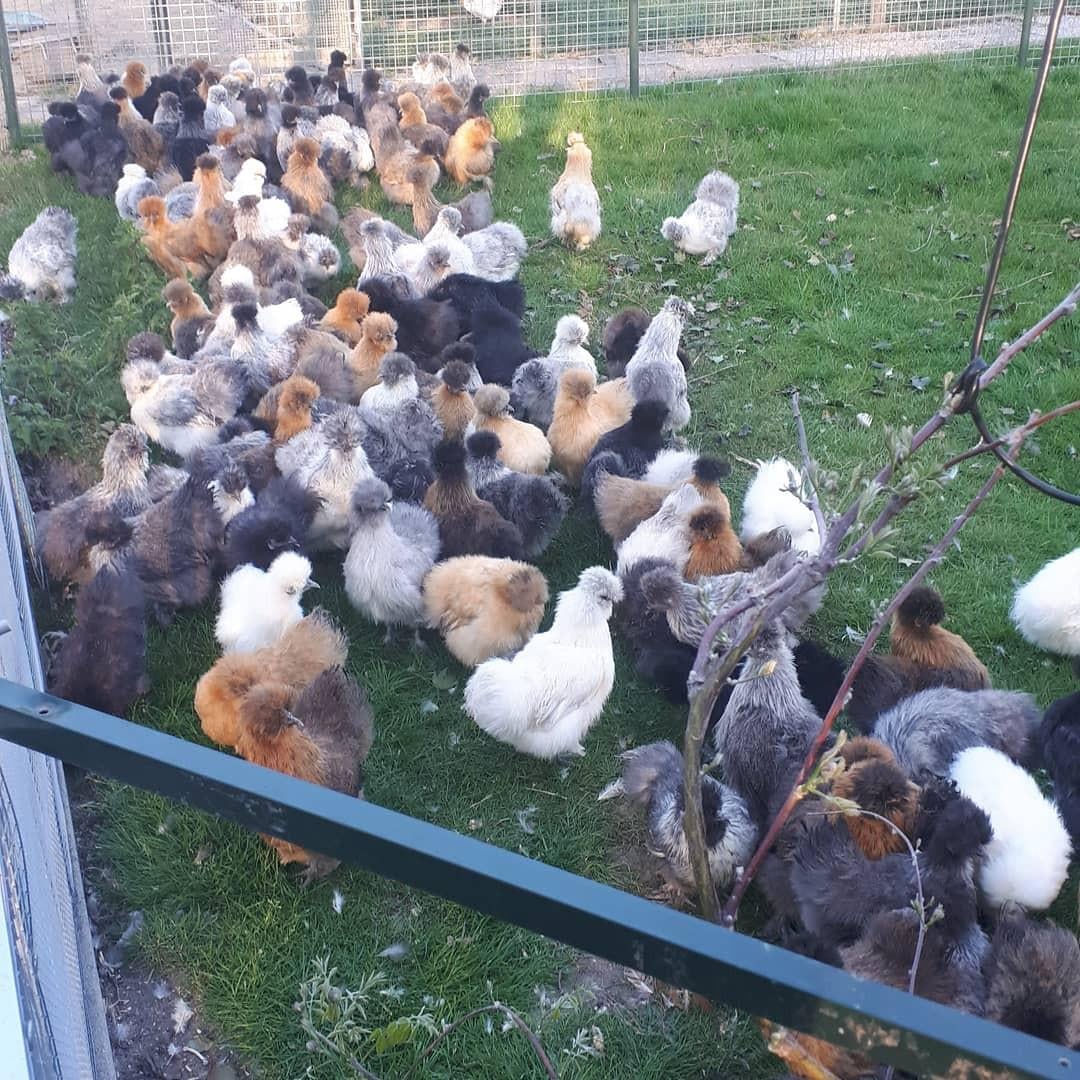 Zijdehoen hennen..........