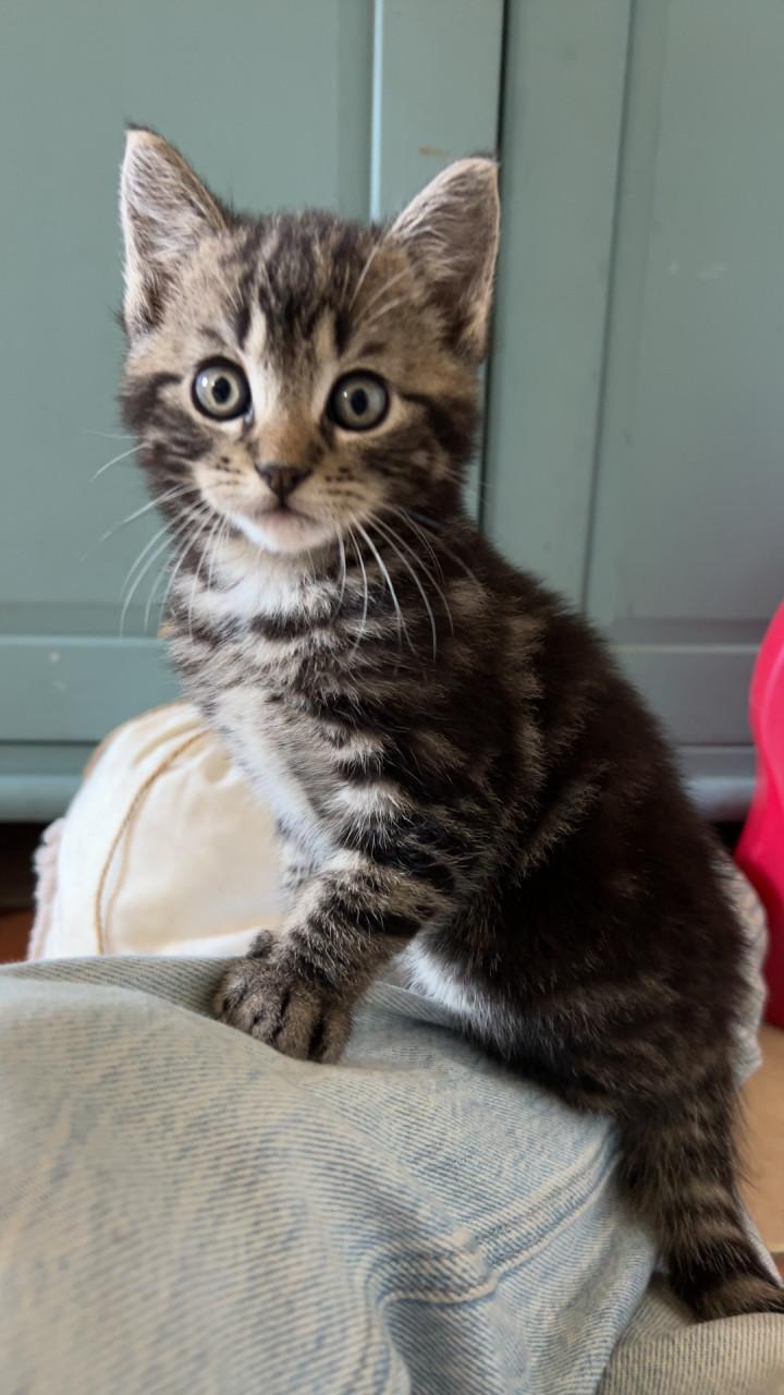 Kitten gereserveerd