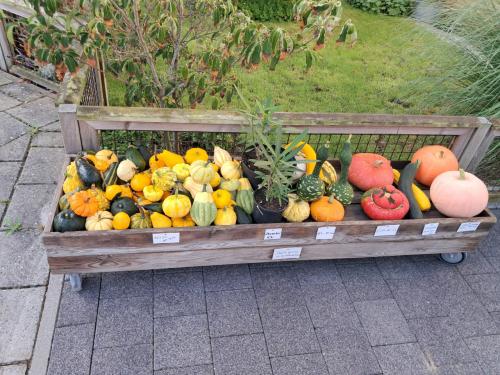 Kalebassen, pompoenen, courgettes en oleanders