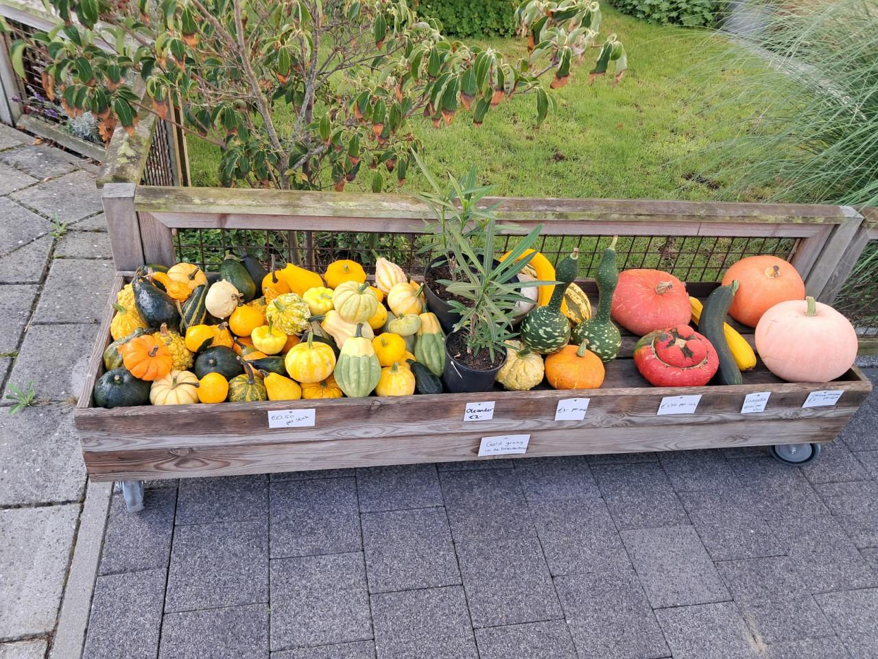 Kalebassen, pompoenen, courgettes en oleanders