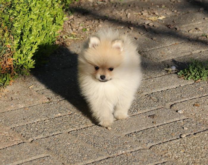 Pomeriaan pups beschikbaar