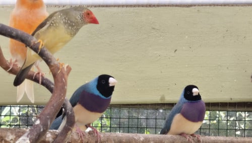 Blauwe gouldamadines