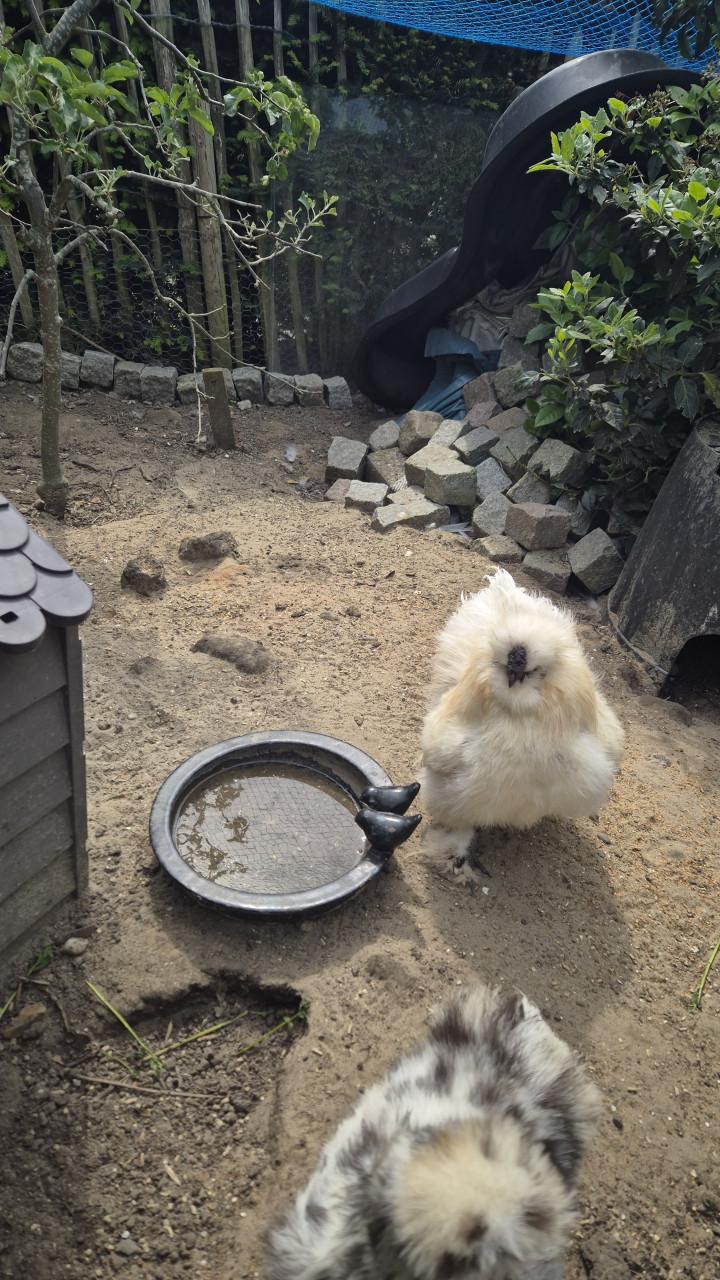 Lieve zijdehoen haan