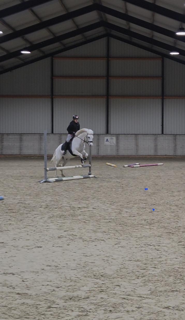 Brave allround kinderpony