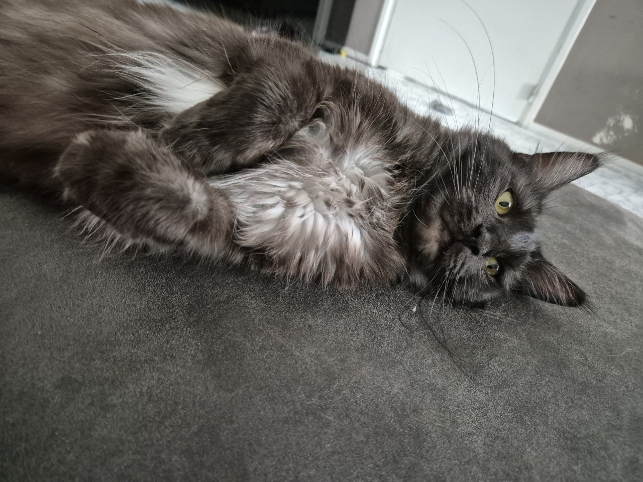 Maine coon poes 2 jaar oud
