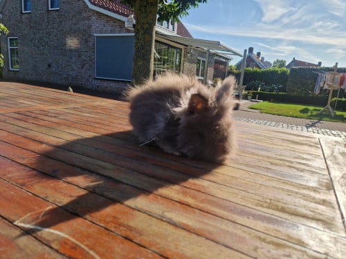 Teddy konijn