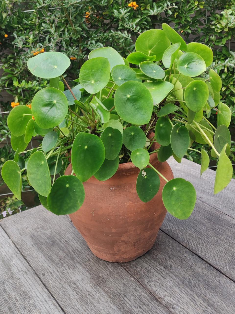 Pilea Peperomioides - Pannekoekplant