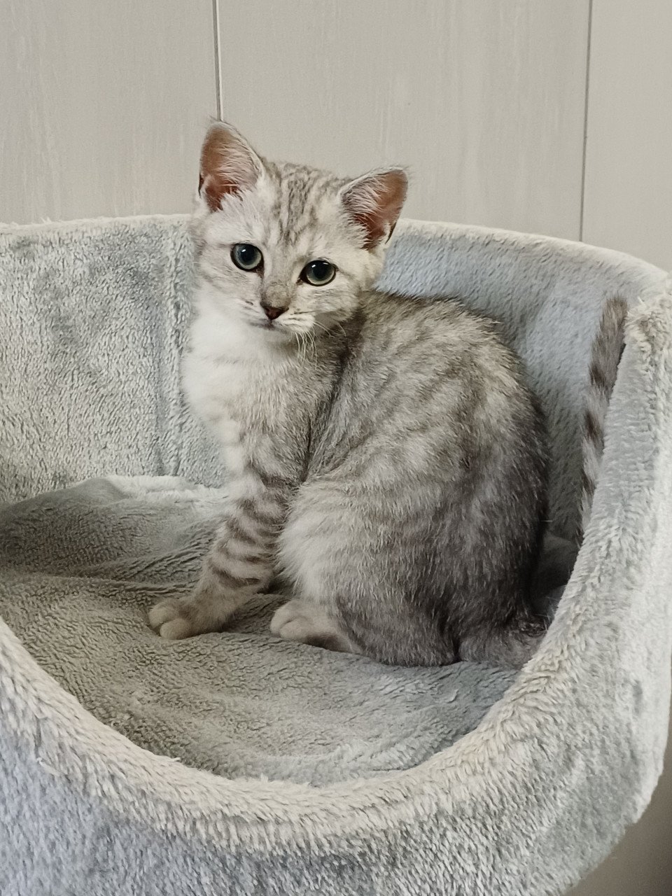 Leuke Britskorthaar x Ragdoll kittens beschikbaar, nog 3 POESJES!