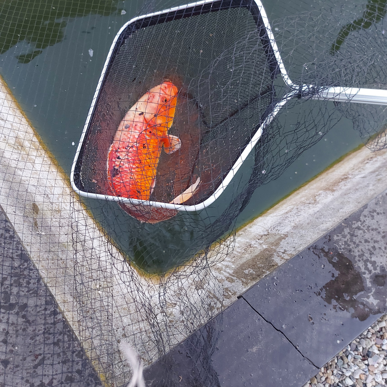 Koi karpers