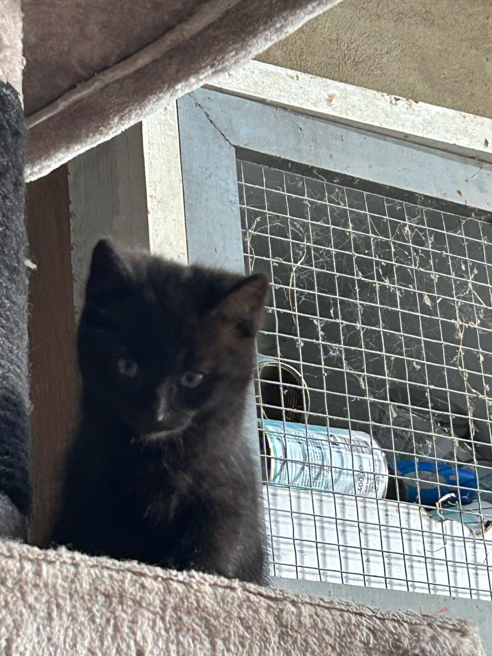 2 kittens zoeken nog een huisje