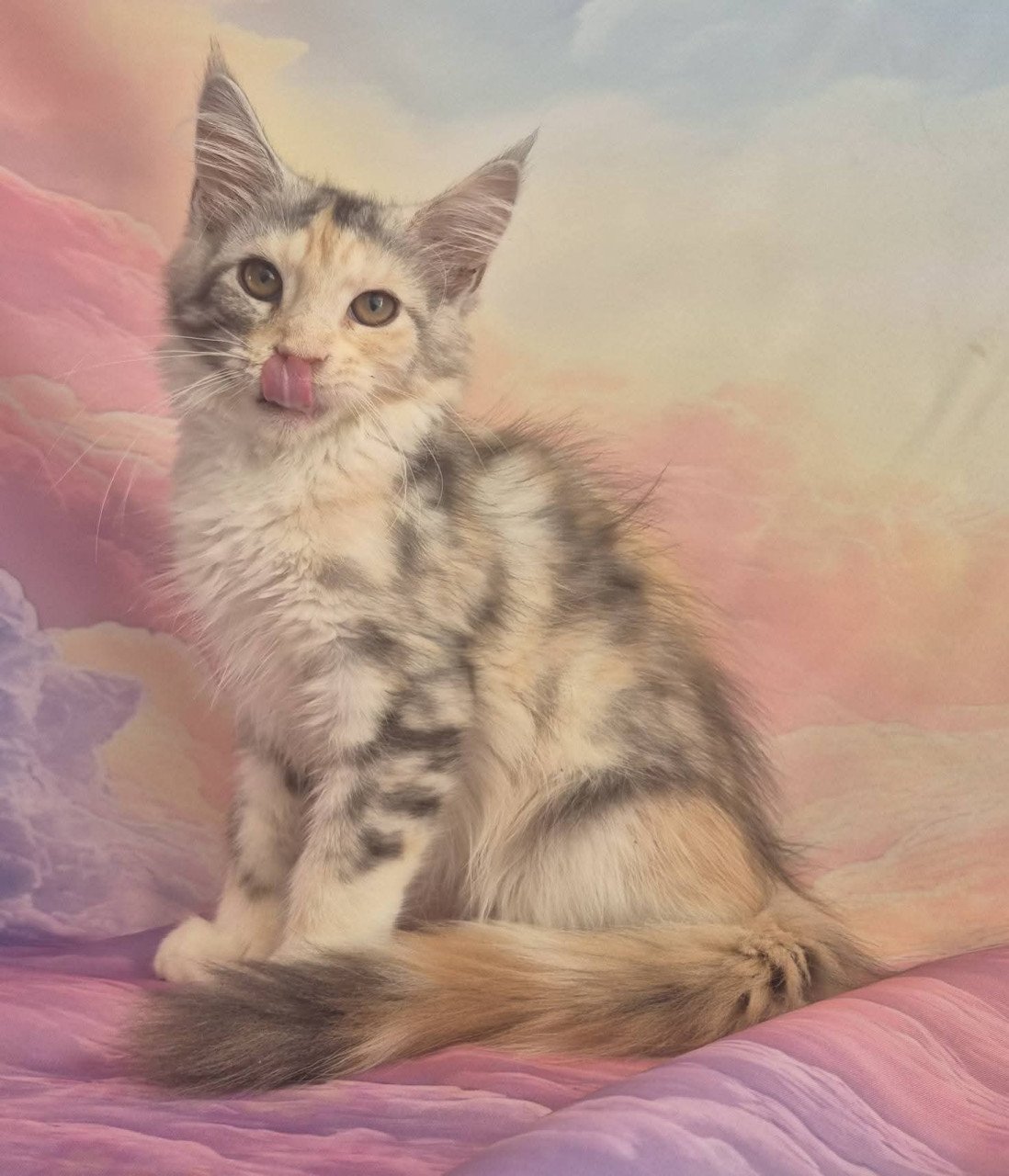 Maine coon poesje met stamboom polydactyl