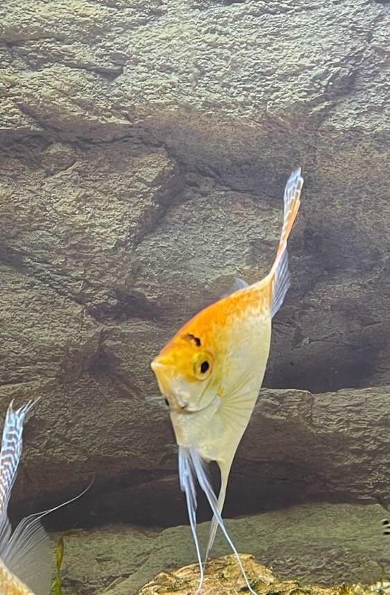 Koppeltje maanvissen +1