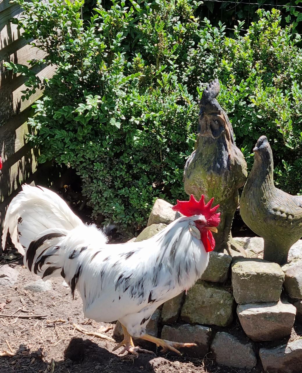 Bonte leghorn haan