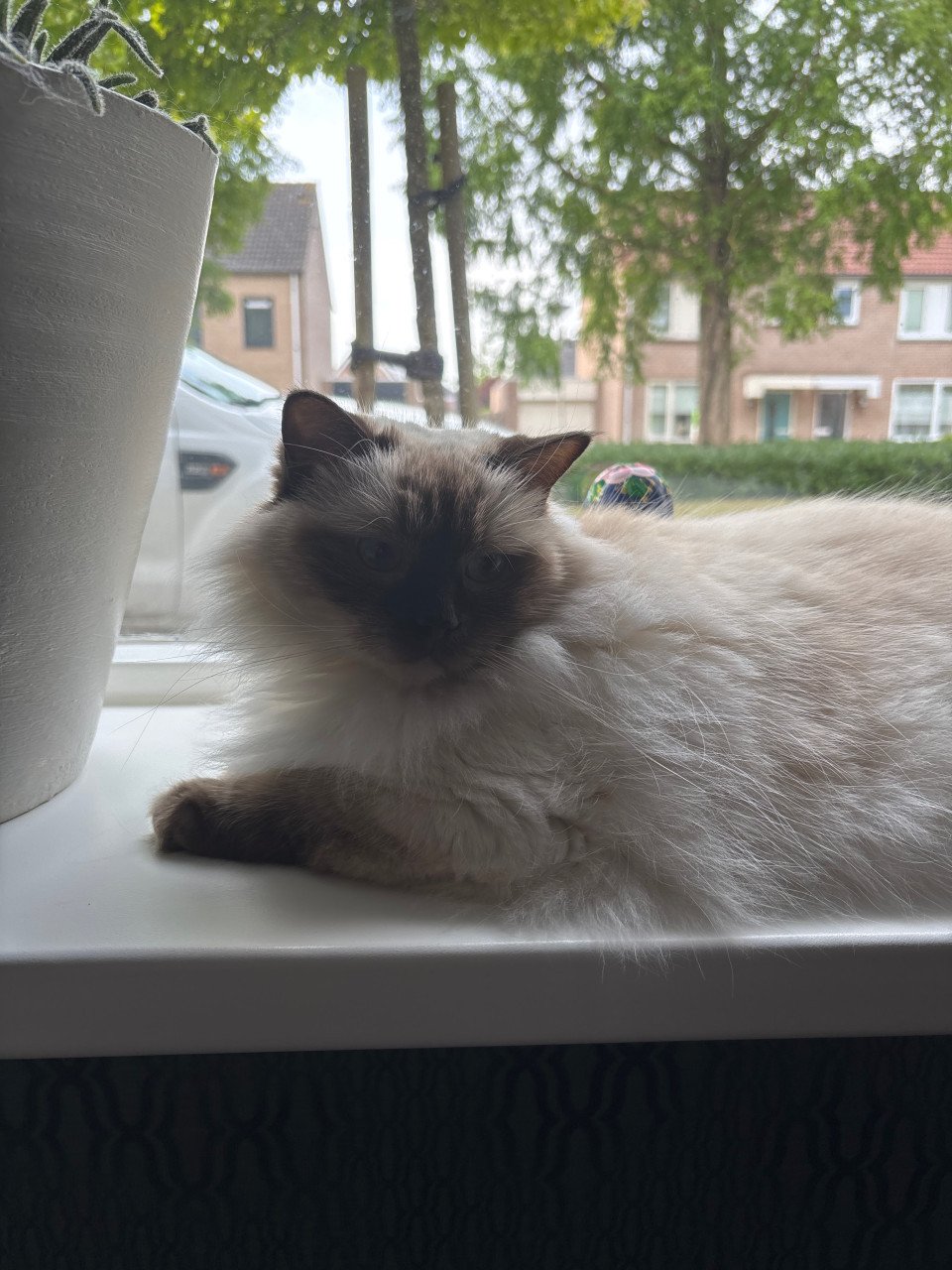 Ragdol poes