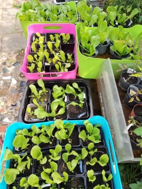 Winter-andijvieplantjes