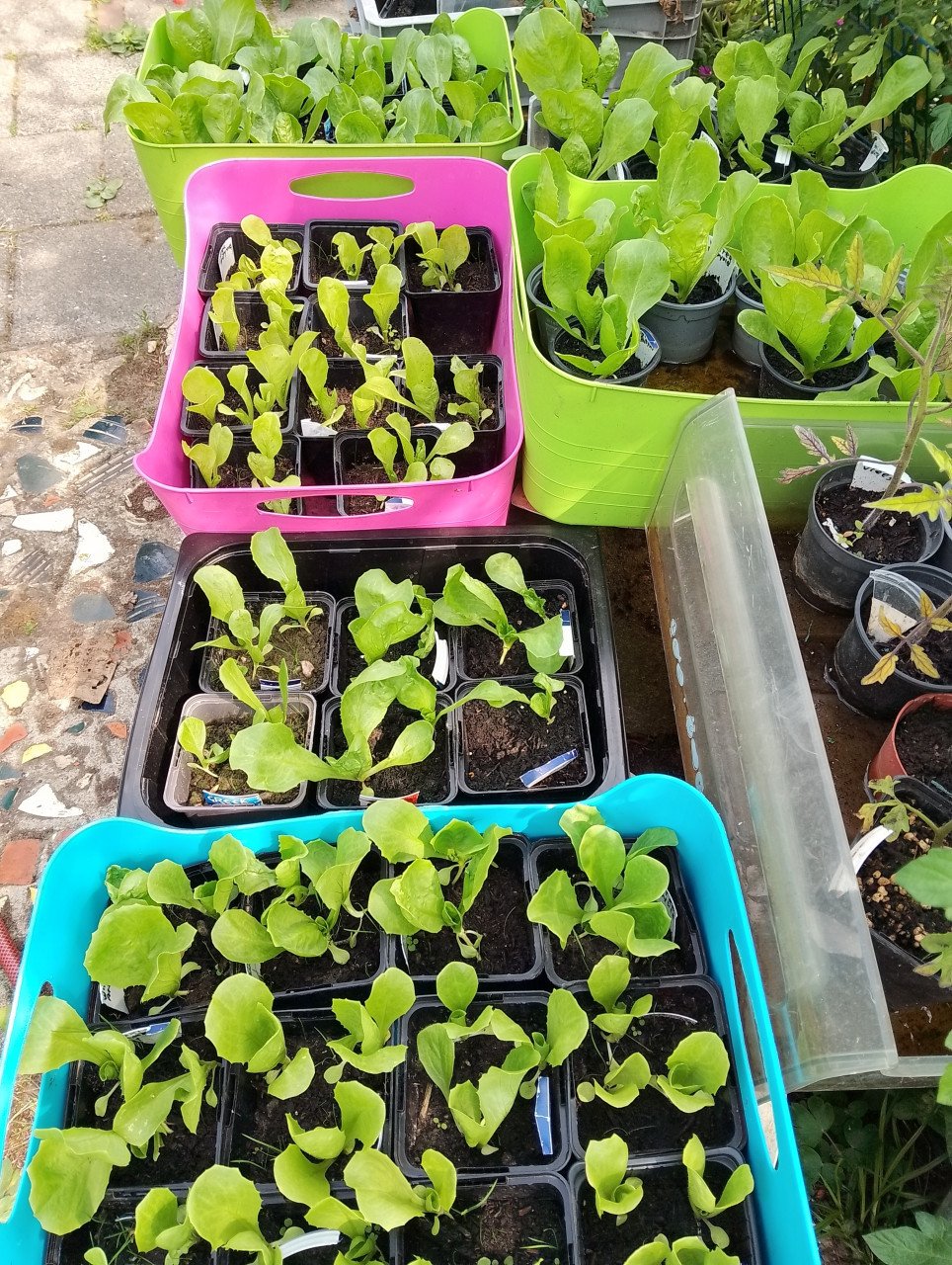 Winter-andijvieplantjes