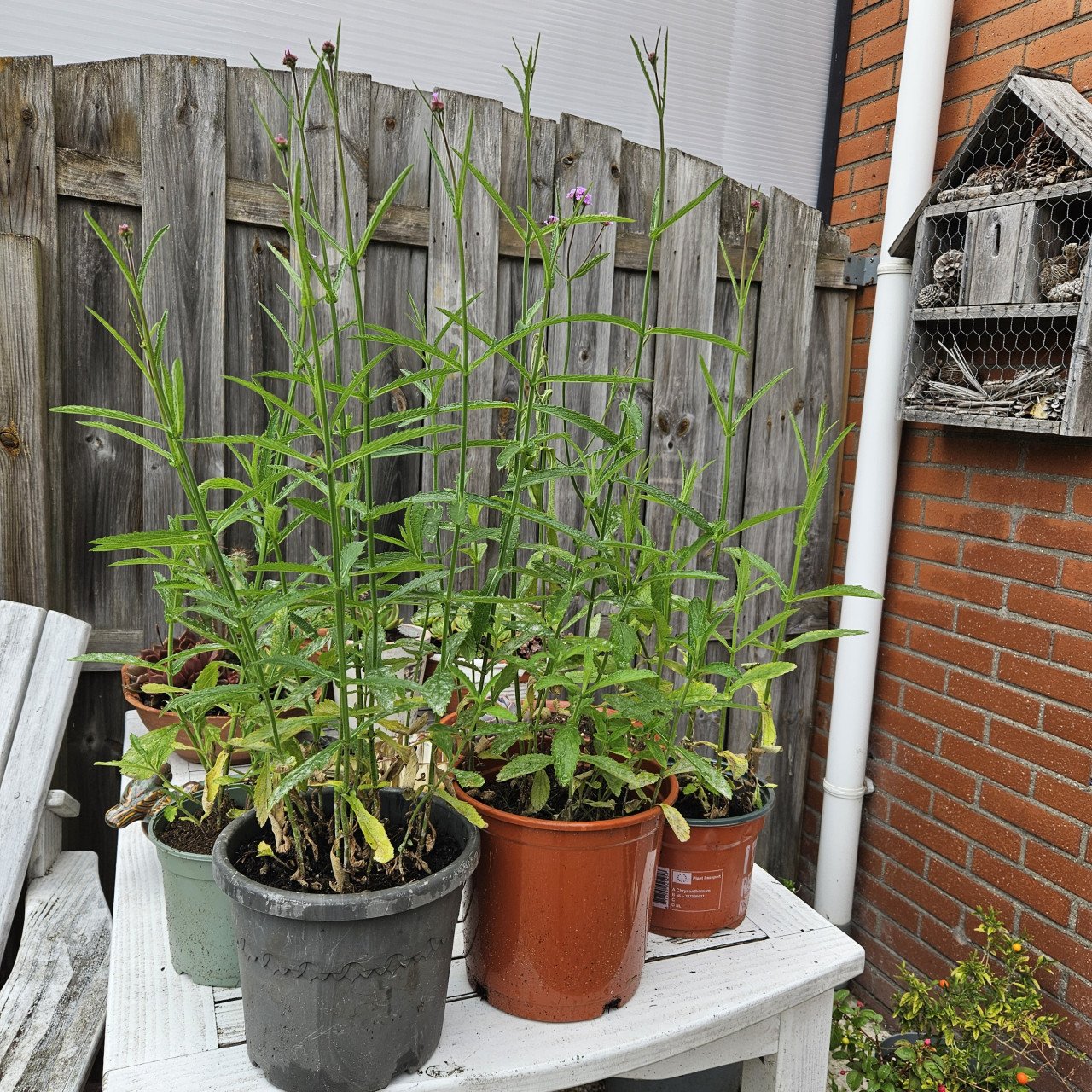 Verbena