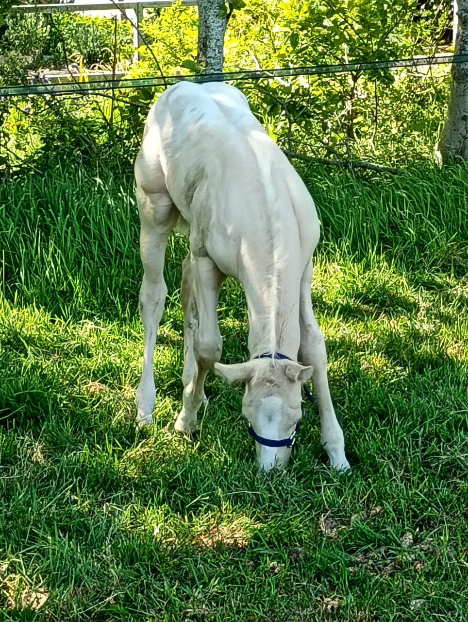 Cremello Blanket ApHC Amerikaanse appaloosa veulen nu te reserveren!