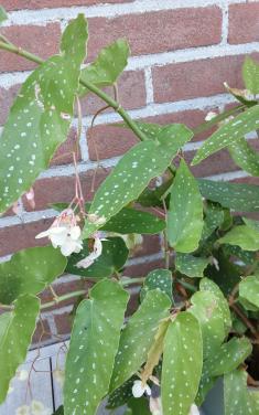 Begonia Kamerplant