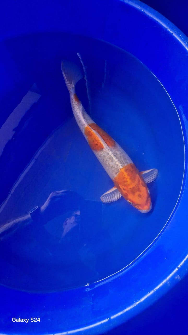 Japanse koi 30-40cm