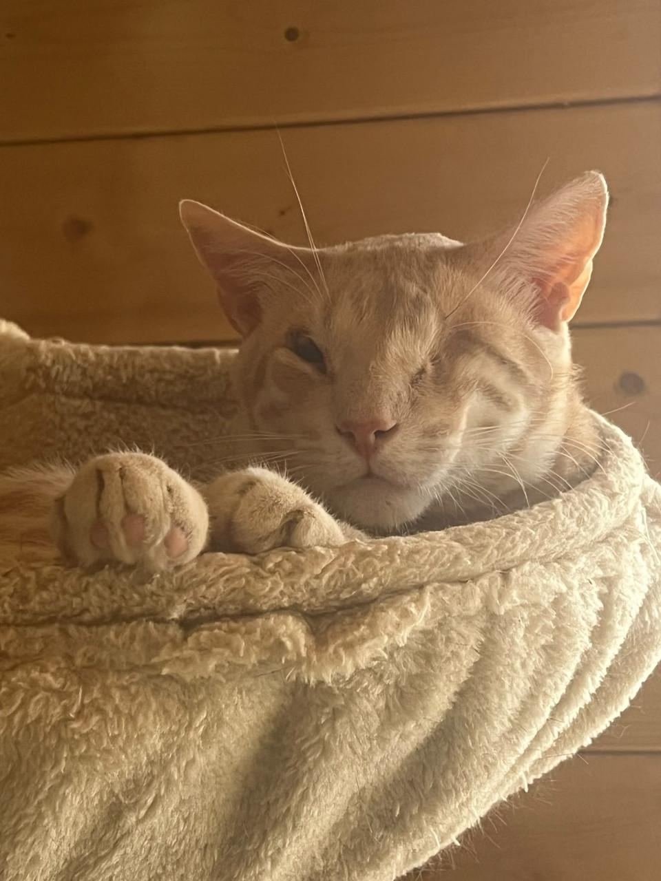 Deze 3 katten zoeken hun forever home!