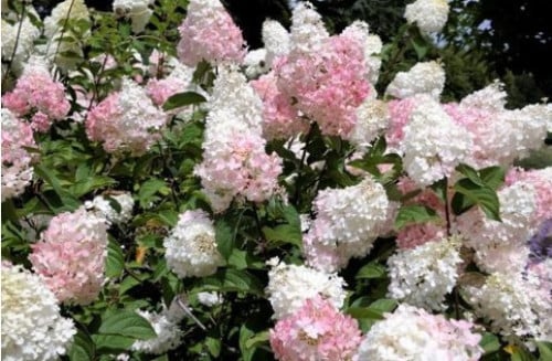 Pluimhortensia 'Phantom'