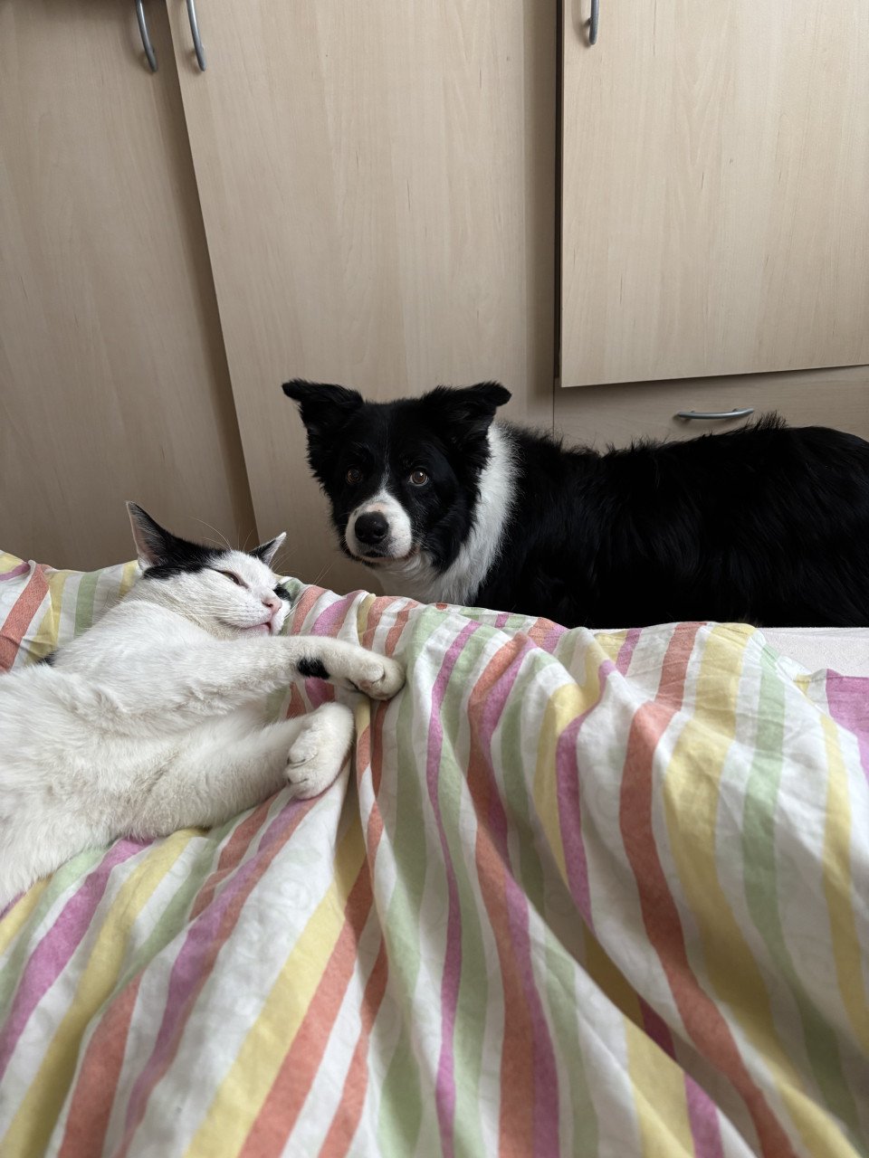 Bordercollie