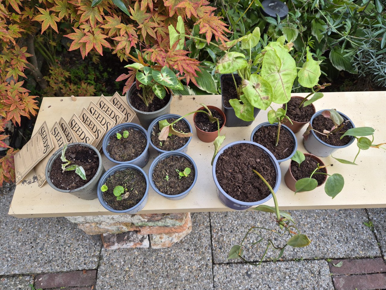 Kamer/buitenplanten en zaadjes